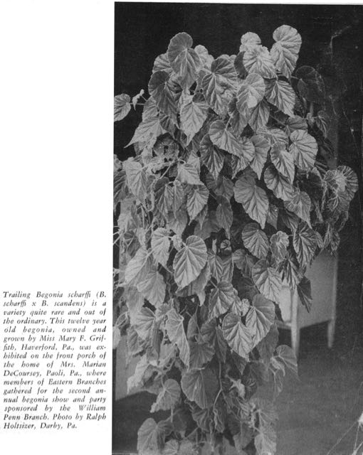 B. (scharffii x scandens)